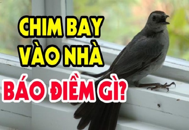 Chim Bay Vào Nhà Đánh Con Gì - Lý Giải Từ Chuyên Gia Phong Thủy 10 Chim bay vào nhà đánh con gì